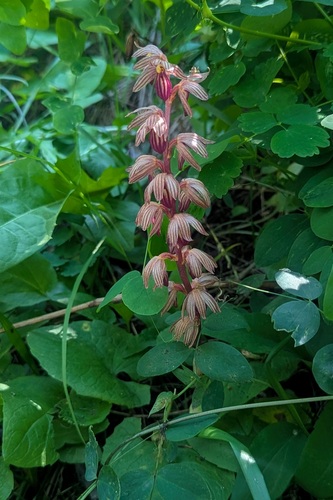 Corallorhiza striata, photograph 4