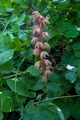 Corallorhiza striata, photograph (c) Maurice Raymond, some rights reserved (CC BY)
