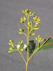 Eucalyptus rudderi
