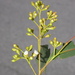 Eucalyptus rudderi - Photo (c) Dean Nicolle, some rights reserved (CC BY-NC), uploaded by Dean Nicolle