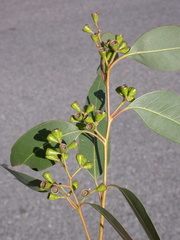 Eucalyptus rudderi