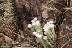 Helichrysum adenocarpum