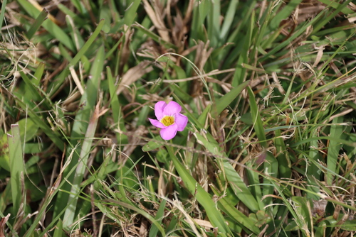 Oxalis obliquifolia, photograph 6