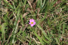 Oxalis obliquifolia, photograph (c) Tony Rebelo, some rights reserved (CC BY-SA)