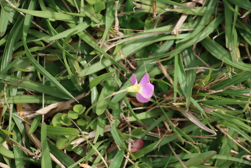 Oxalis obliquifolia, photograph 5
