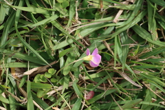 Oxalis obliquifolia, photograph (c) Tony Rebelo, some rights reserved (CC BY-SA)
