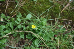 Ranunculus multifidus, photograph (c) Tony Rebelo, some rights reserved (CC BY-SA)