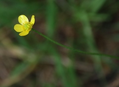 Ranunculus multifidus