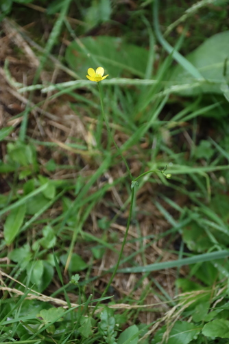 Ranunculus multifidus, photograph 2