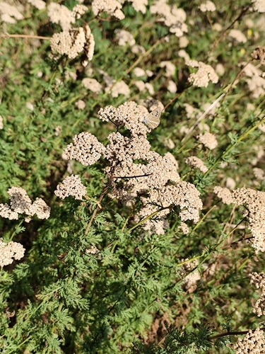 Achillea ligustica