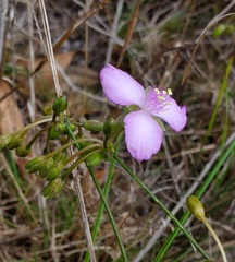 Callisia ornata
