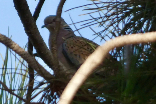 European Turtle-Dove