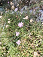 Lomelosia crenata