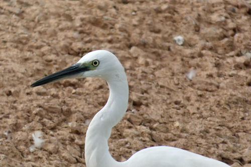 Little Egret