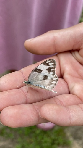 Checkered White