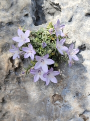 Campanula fragilis, photograph (c) Francesco Santoro, some rights reserved (CC BY)