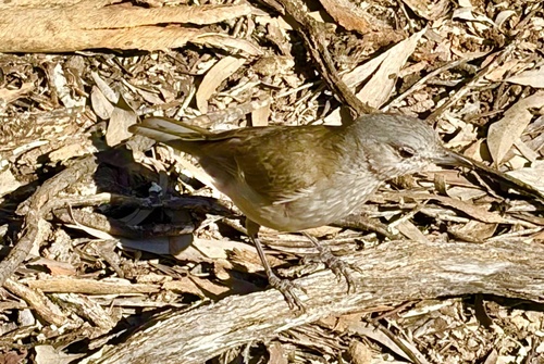 Gray Shrikethrush