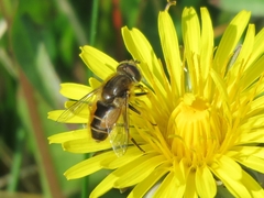 Eristalis abusiva