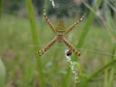 Argiope aemula