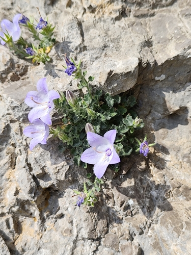 Campanula fragilis, photograph 3