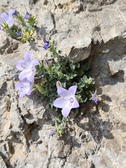 Campanula fragilis, photograph (c) Francesco Santoro, some rights reserved (CC BY)