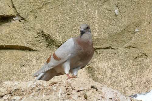 Feral Pigeon