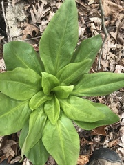Primula meadia