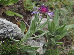 Centaurea triumfettii