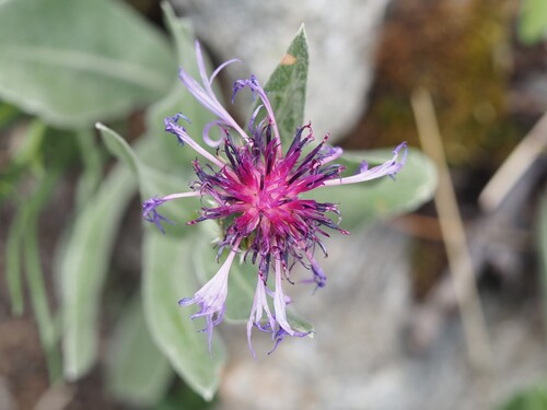 Centaurea triumfettii, photograph 1