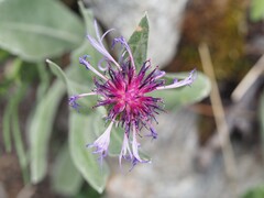 Centaurea triumfettii, photograph (c) Louis Aureglia, some rights reserved (CC BY)
