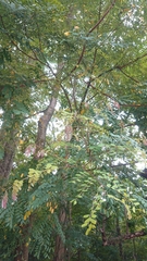 Adenanthera microsperma