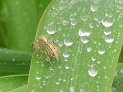 Leptofreya