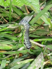 Periclista