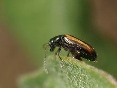 Phyllotreta vittula