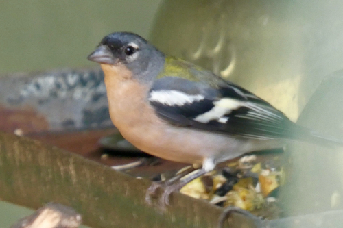 African Chaffinch