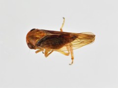 Tremulicerus vitreus