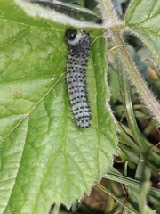 Periclista