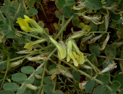 Astragalus brachystachys