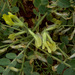 Astragalus brachystachys - Photo (c) Ron Frumkin, some rights reserved (CC BY-NC), uploaded by Ron Frumkin