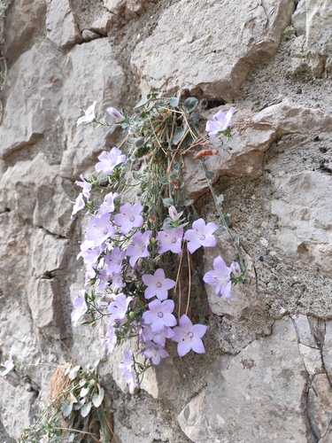 Campanula fragilis, photograph 2