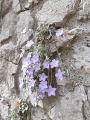 Campanula fragilis, photograph (c) Francesco Santoro, some rights reserved (CC BY)