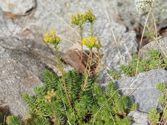 Petrosedum montanum, photograph (c) Louis Aureglia, some rights reserved (CC BY)