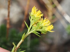 Petrosedum montanum, photograph (c) Louis Aureglia, some rights reserved (CC BY)