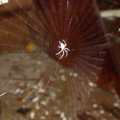 Cyphalonotus larvatus