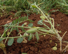 Astragalus brachystachys