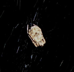 Cyphalonotus larvatus