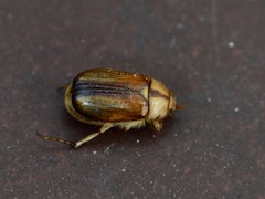 Rhizotrogus aestivus