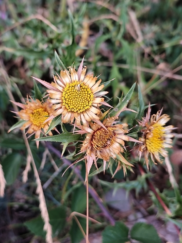 Carlina corymbosa (Carlina corymbosa)