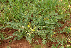 Astragalus brachystachys