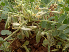 Astragalus brachystachys